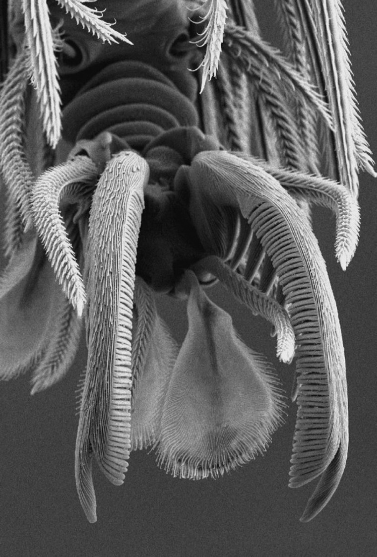 A goblin spider claw as seen under a scanning electron microscope. Since 2006, the number of them described has doubled.