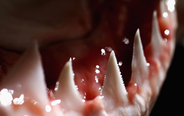 Image: The teeth and jaw of a Great White Shark