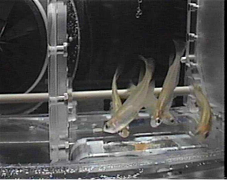 This image shows an Aquatic Habitat, or AQH, specimen chamber housing Medaka fish for study on the International Space Station during the Expedition 33/34 mission.
