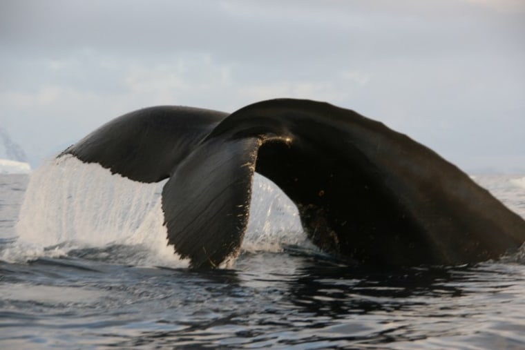 Image: Humpback whale
