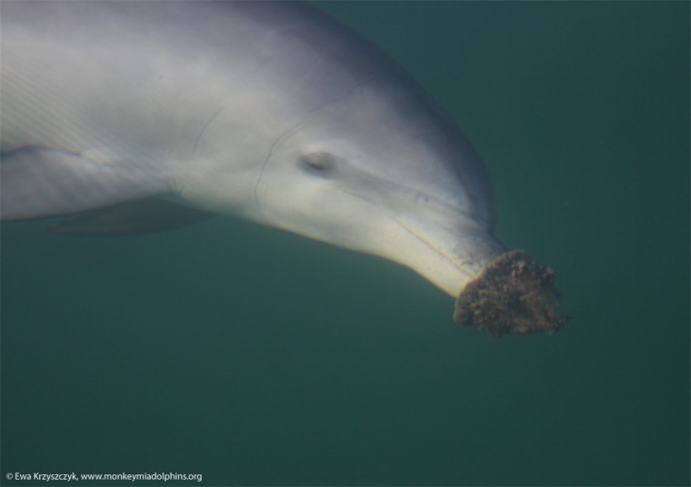 A juvenile bottlenose dolphin using a sponge on her nose as a tool to find food. She is the granddaughter of the first so-called sponger discovered in the mid-1980s.
