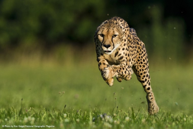 An 11-year-old cheetah named Sarah broke a world record by running 100 meters in 5.95 seconds on June 20.