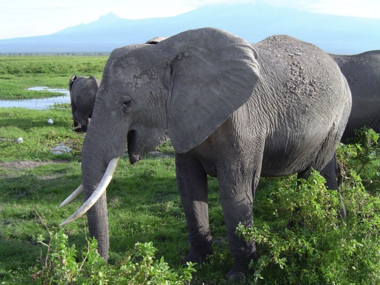 African elephants in Amboseli National Park in Kenya.