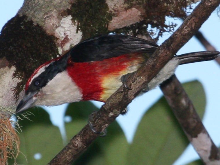 The Sira barbet have black masks, white throats and bright, blood-red markings atop their heads and spilling down the breast, with a dusting of pale yellow.