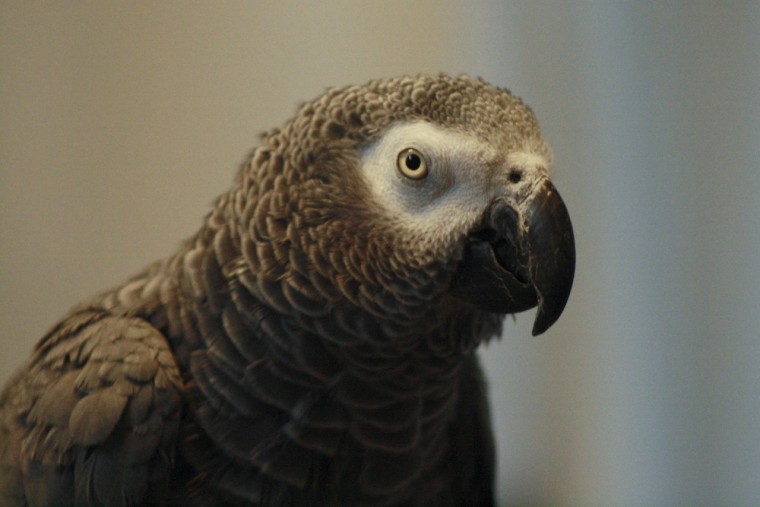 Image: African Grey parrot