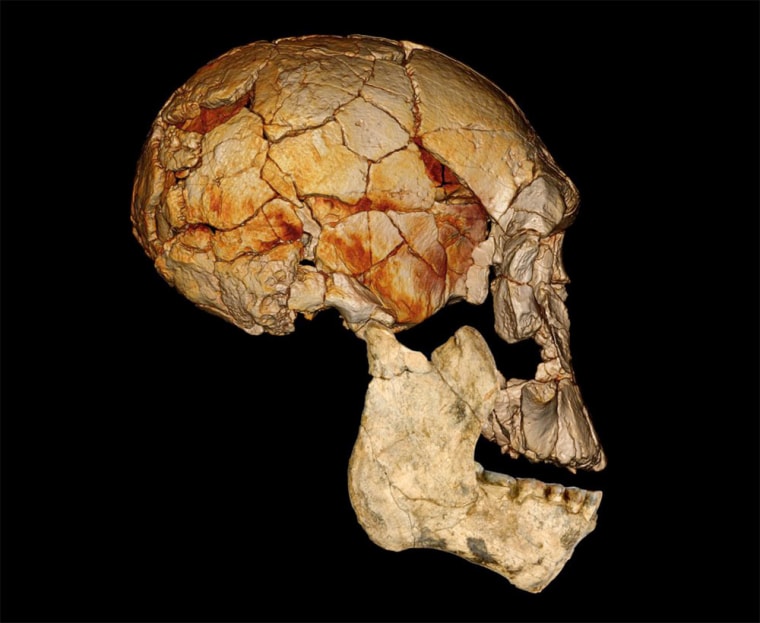 Four decades ago, in 1972, the Koobi Fora Research Project  discovered the enigmatic fossilized skull known as KNM-ER 1470, or "1470" for short, which ignited a now long-standing debate about how many different species of early Homo lived alongside Homo erectus during the Pleistocene epoch. Shown here, 1470's cranium combined with the new lower jaw KNM-ER 60000; both are thought to belong to the same species. The lower jaw is shown as a photographic reconstruction, and the cranium is based on a computed tomography scan.