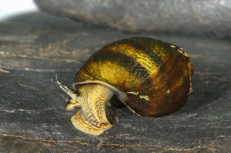 An oblong rocksnail from the Cahaba River in Bibb County, Ala. This freshwater snail, declared extinct in 2000, was recently rediscovered by a University of Alabama graduate student.