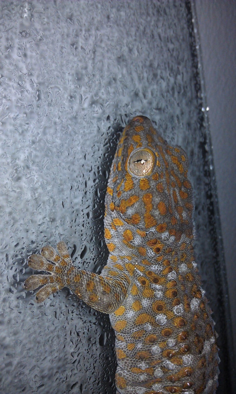 Add water, and famed sticky geckos go slipsliding away