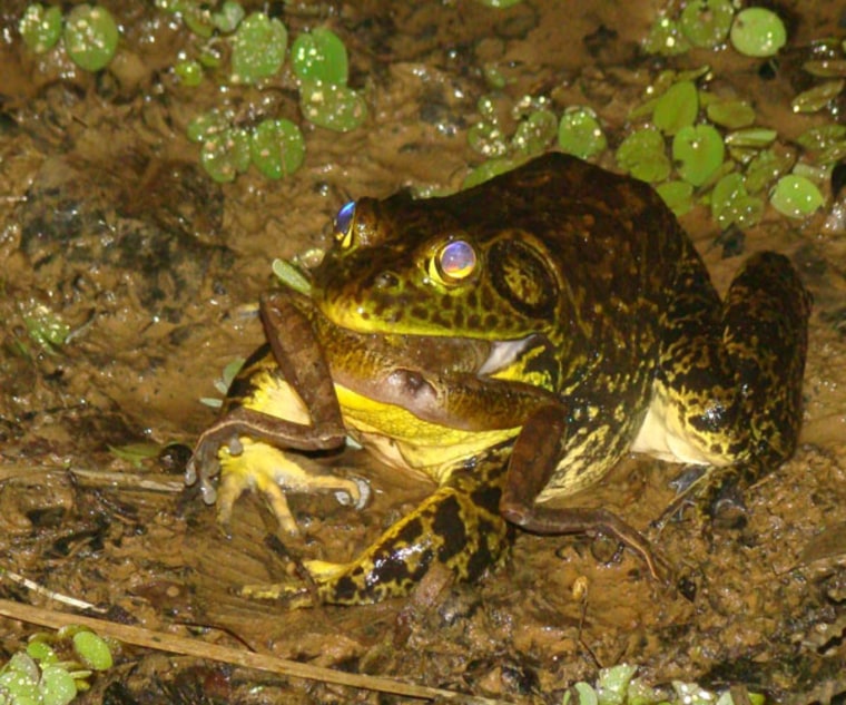 Live bullfrog trade blamed for spread of deadly disease