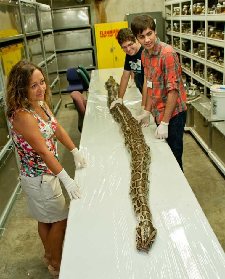 Researchers prepare to examine the insides of a 17-foot, 7-inch Burmese python found in Florida's Everglades. The python, weighing some 164 pounds, was carrying 87 eggs in its oviducts, they found.