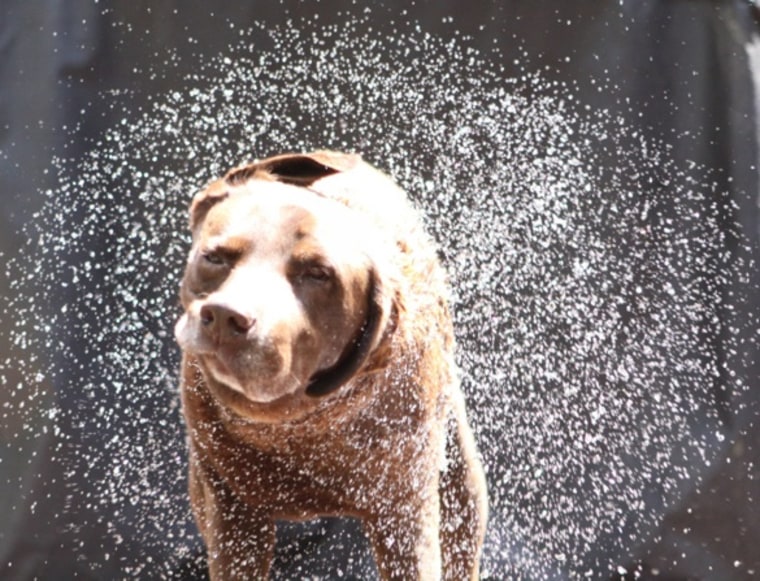 Image: Dog shaking off water
