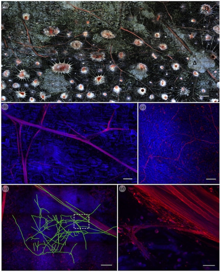 Image: Color-changing structures in squid skin.