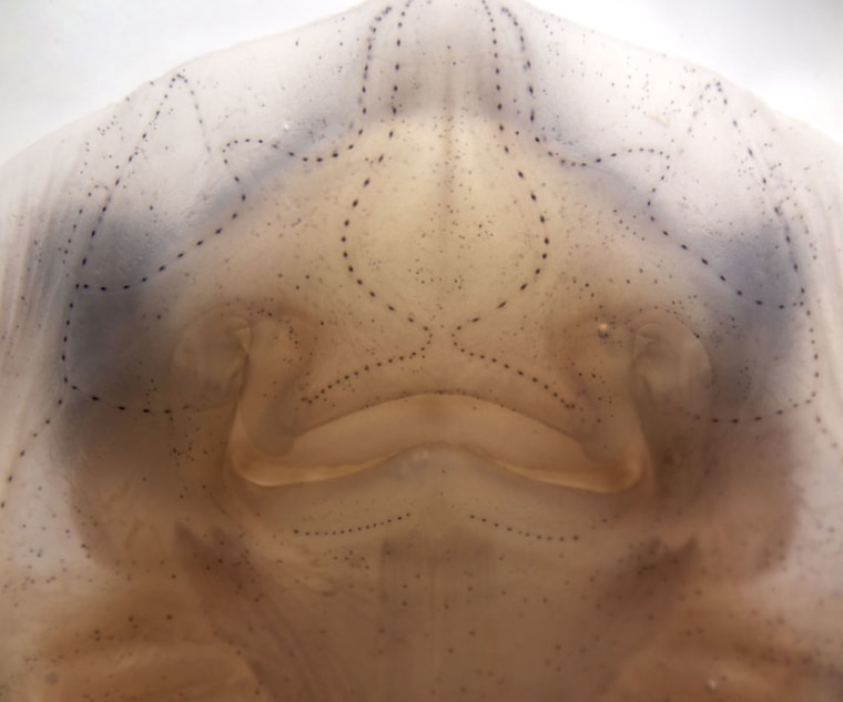 This skate embryo has been stained to show where the sensory hair cells are located (the little black blobs on the image). 