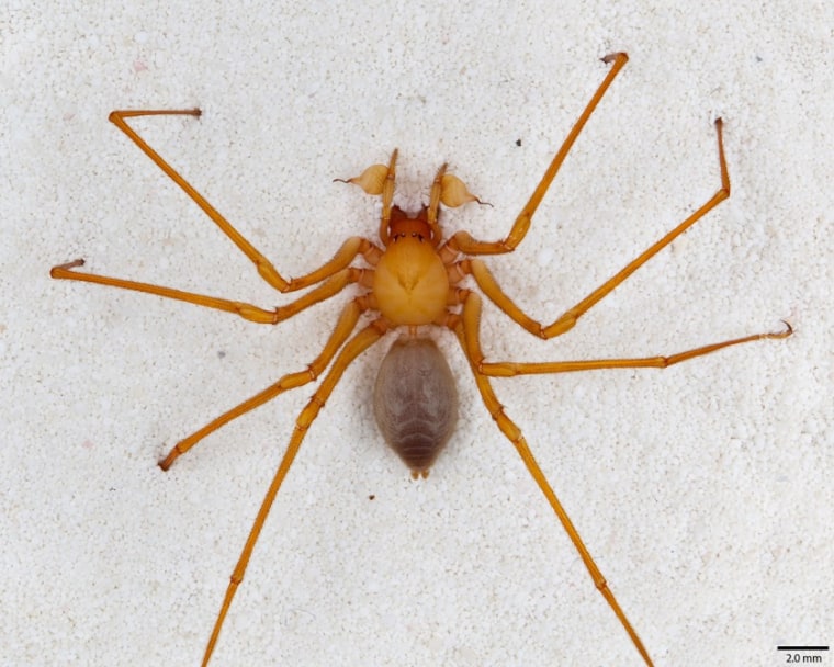 A newly discovered spider found in Oregon caves. It's an historic find.