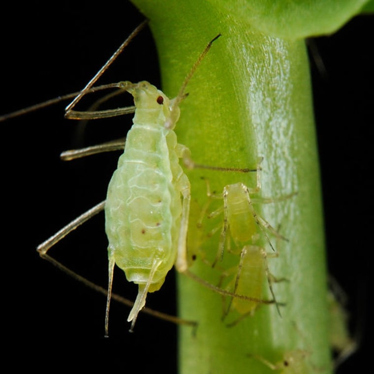 Scientists have found that like plants, sap-sucking pea aphids (shown here) can trap light and use it to make ATP, an energy molecule, though they aren't sure what the insects use the energy for.
