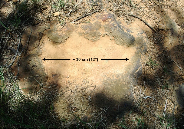 This 12-inch-wide footprint belonged to an armored, tank-like plant-eater.