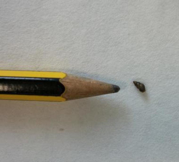 This is the mudsnail Potamopyrgus antipodarum, next to a pencil head for scale.