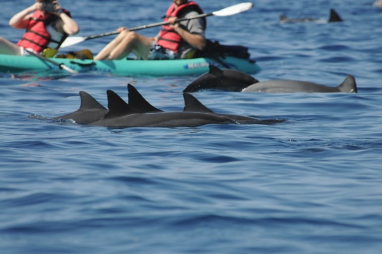 Tourists kayak alongside a pod of spinner dolphins.