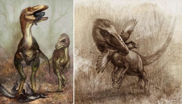 Gut contents of the dinosaur Sinocalliopteryx gigas suggest the predator chowed on cat-size feathered dinosaurs called Sinornithosaurus (illustrated in left panel), as well as crow-size birds known as Confuciusornis (right).