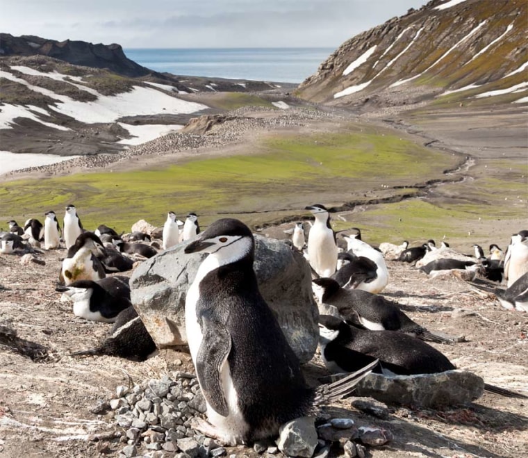 Chinstrap penguins at Baily Head on Antarctica's Deception Island.