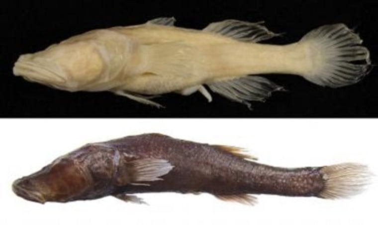 This composite image shows Typhleotris pauliani (top), a previously known species of Malagasy cave fish, and a newly discovered pigmented species (bottom).