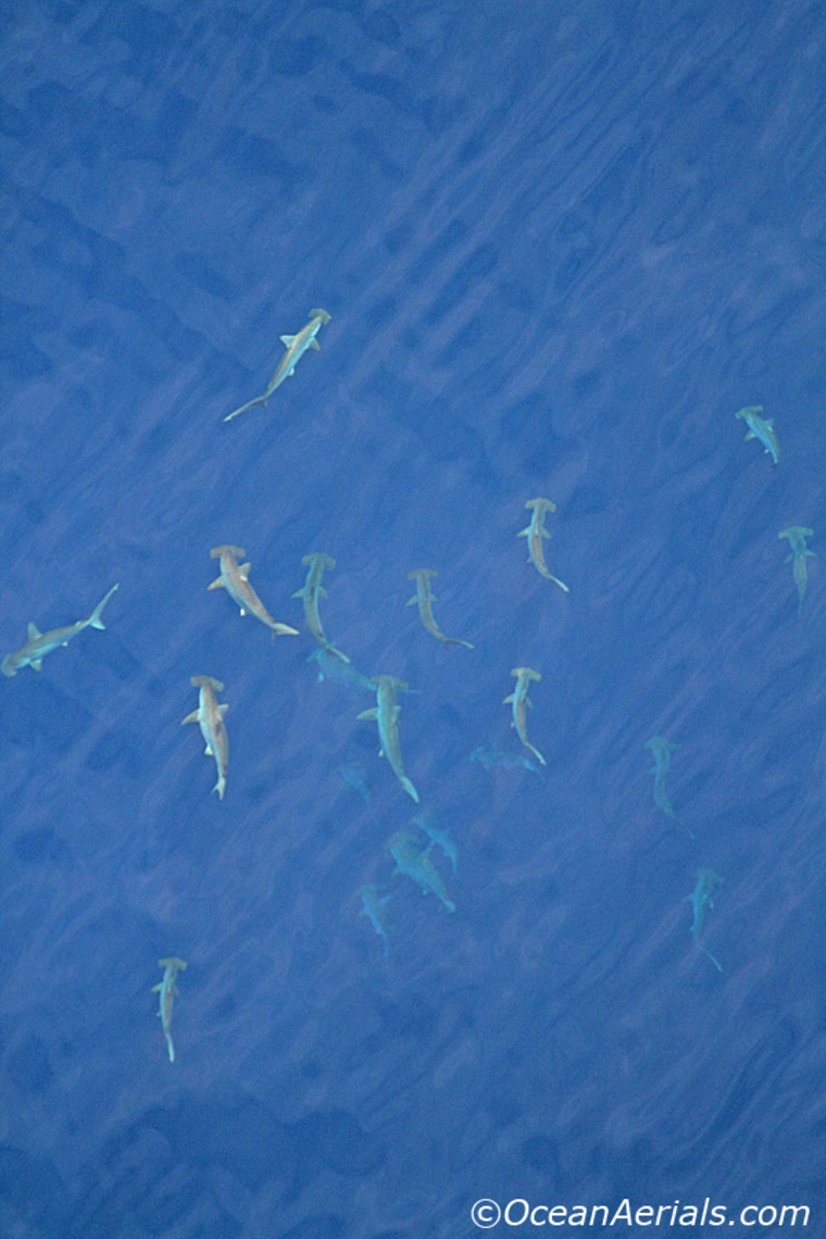 On Aug. 22, fish spotter Wayne Davis found this school of 20 scalloped hammerhead sharks above Oceanographer's Canyon, 100 miles southeast of Nantucket, Mass.