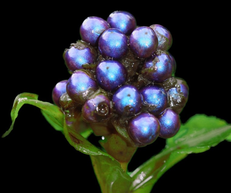 Image: Blue fruit
