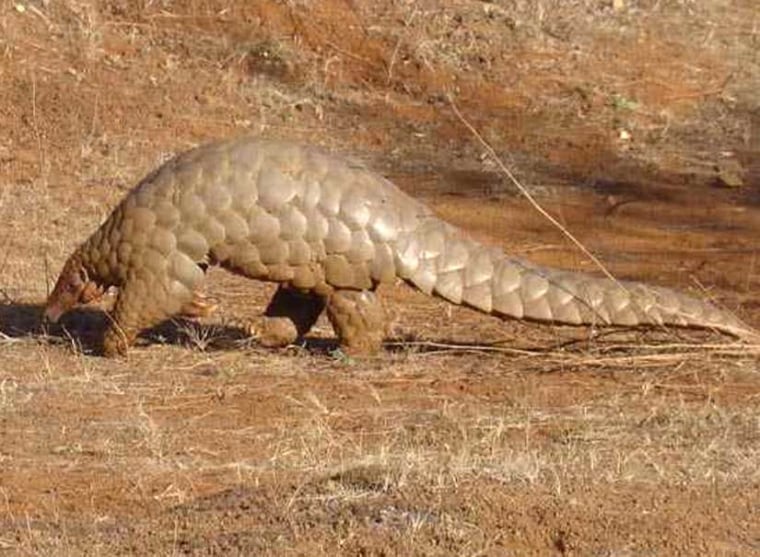 An Indian pangolin, which is related to ancient mammals that emerged soon after the demise of the dinosaurs.