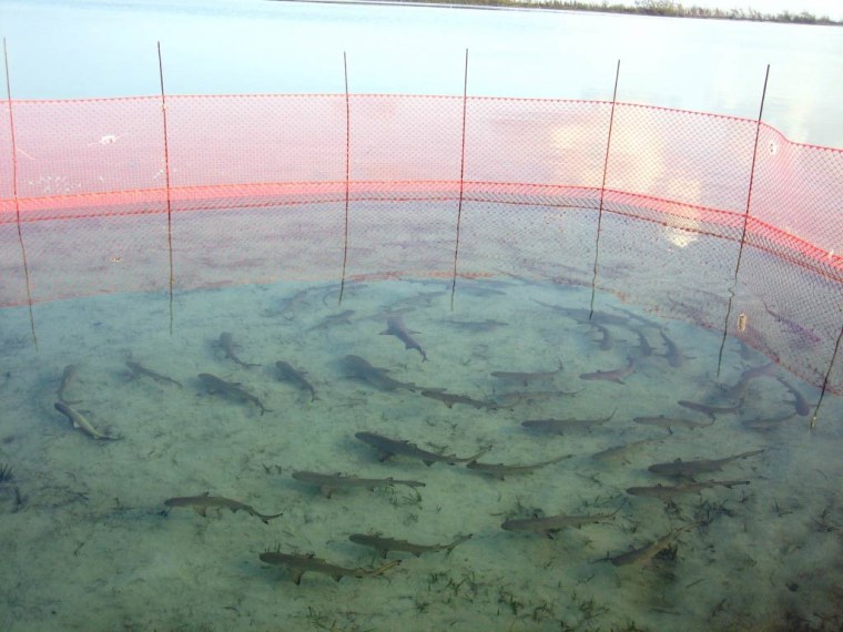 Researchers studied juvenile lemon sharks at a field station in the Bahamas, finding the animals learn from their pals.