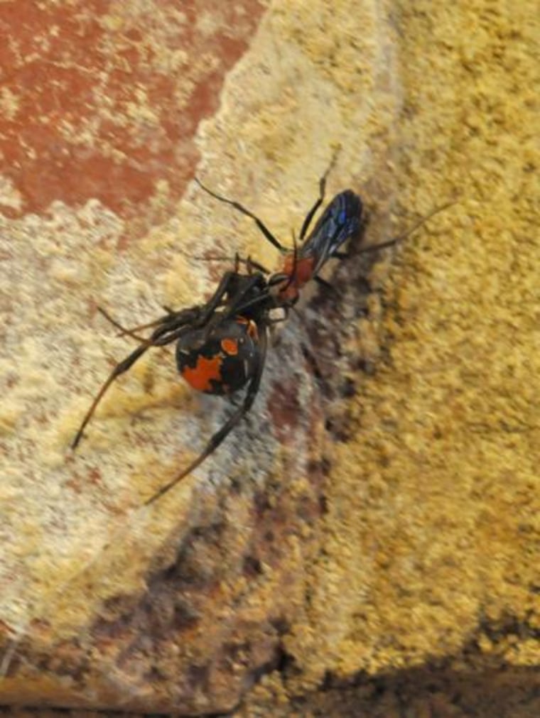 A redback spider-hunting wasp (Agenioideus nigricornis) dragging its paralyzed prey back to its nest.