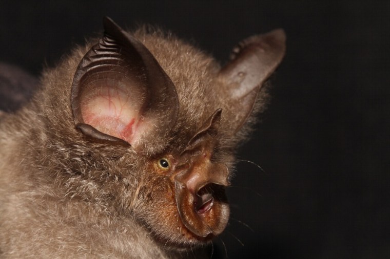 A portrait of Rhinolophus smithersi, a newly discovered cryptic bat species.