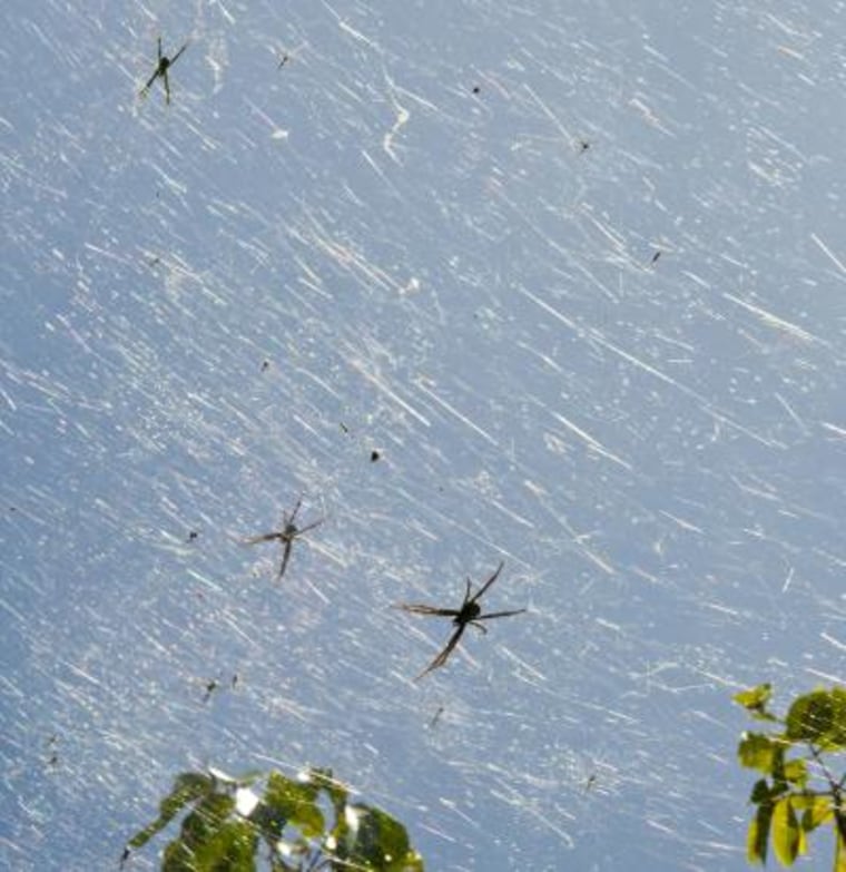 Ecologists have found as many as 40 times more spiders in Guam's remote jungle than are found on nearby islands. In some places, a dense fabric of webs fills gaps between trees in the jungle canopy.