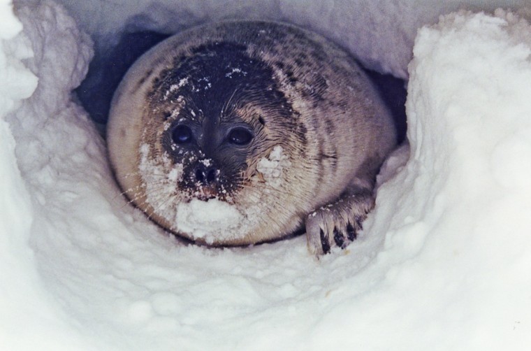 A ringed seal peaks out from its snow cave.