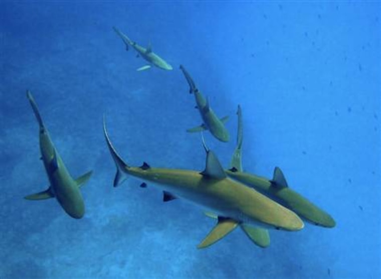 Studies indication that not only wobbegong sharks, but other shark species such as these gray reef sharks, are color blind. 