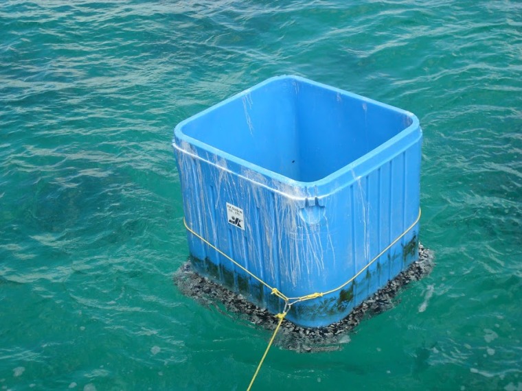 This plastic fish-holding bin measures 4 feet on each side. The growth of marine organisms at its bottom indicates it has been at sea for some time.