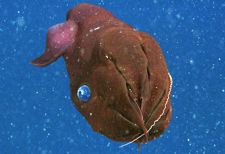 Close up view of a vampire squid drawing its feeding tentacle beween its arms to scrape off marine snow for food. MBARI researchers discovered that vampire squids do not usually eat live prey, but consume bits of organic debris that sink past the animal as it drifts in the oxygen minimum zone, hundreds of meters below the ocean surface.

Frame grab from MBARI ROV video at about 630 meters below the surface in Monterey Canyon. MBARI ROV Dive V3180
