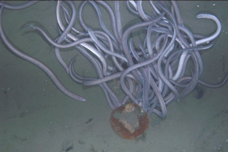 A group of hagfish pile up next to a scallop.