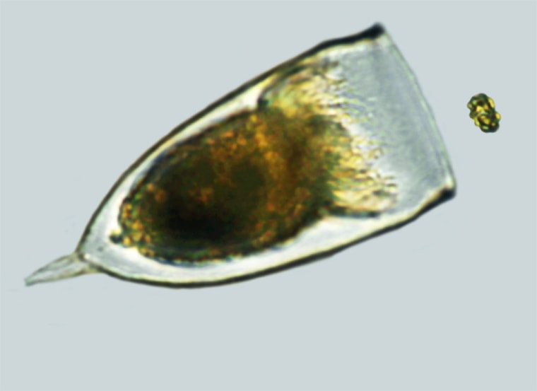 Image: Phytoplankton called Heterosigma akashiwo