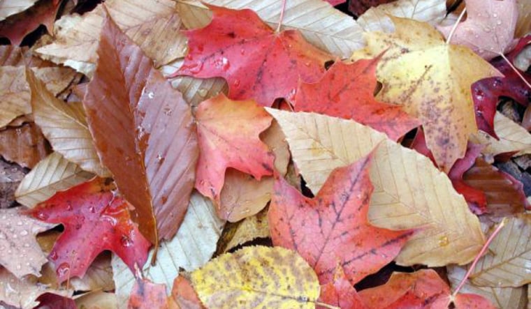 A photo of some colorful fall foliage — or maybe it's autuman foliage?