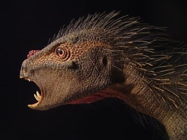 Image: Heterodontosaur
