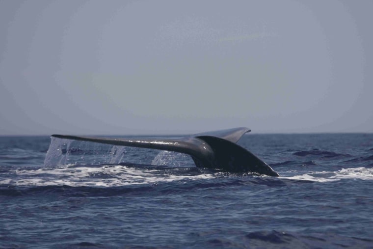 Image: A blue whale surfaces in the Bass Strait waters off Australia
