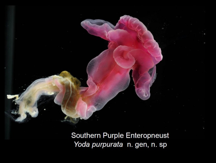 Yoda purpurata, or "purple Yoda." The reddish-purple acorn worm was found about 1.5 miles beneath the Atlantic Ocean's surface, and has large lips on either side of its head that reminded researchers of the floppy-eared "Stars Wars" character Yoda.