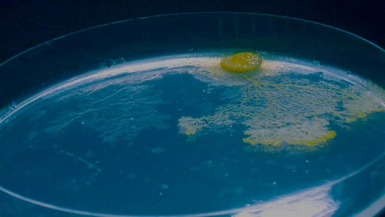 The yellow slime mold leaves a thick mat of translucent slime (left on the agar plate) behind it as it moves, ooze that it later avoids. Now researchers have found the goo uses the gel trail as a kind of memory to navigate. 