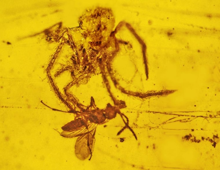 This is the only fossil ever discovered that shows a spider attacking prey in its web. Preserved in amber, it's about 100 million years old.