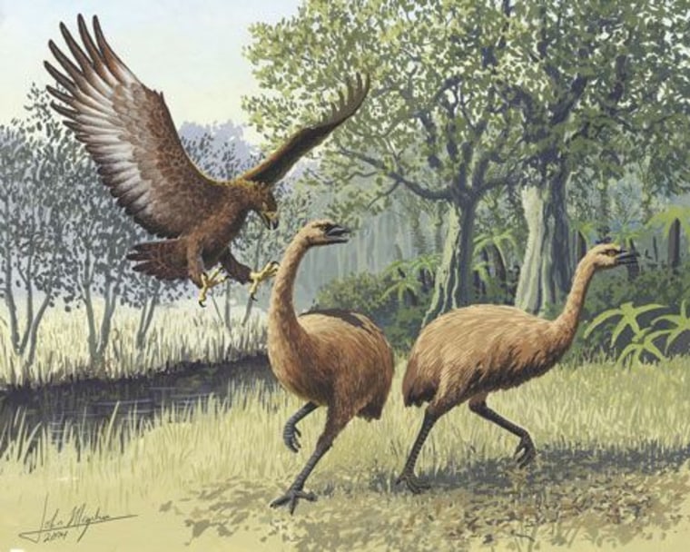 Image: Artist's rendition of eagle attacking New Zealand moa