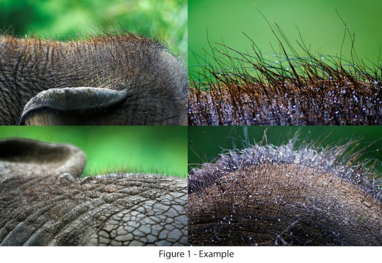 Image: Two photos comparing hair on elephants' heads
