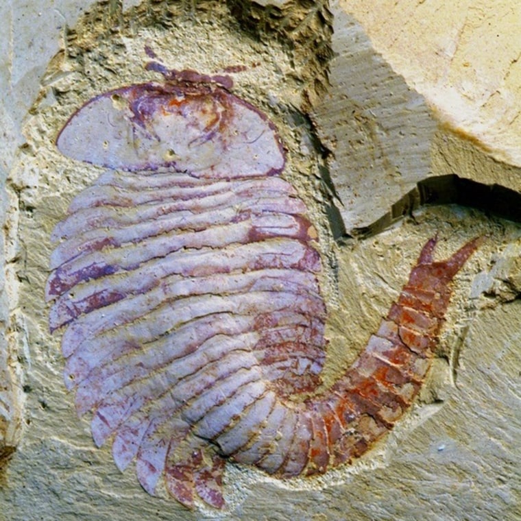 <div>Fuxianhuia protensa, a 520 million-year-old fossil from China, had a surprisingly complex brain, researchers say.</div>
