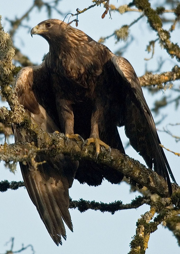 Image: Golden eagle