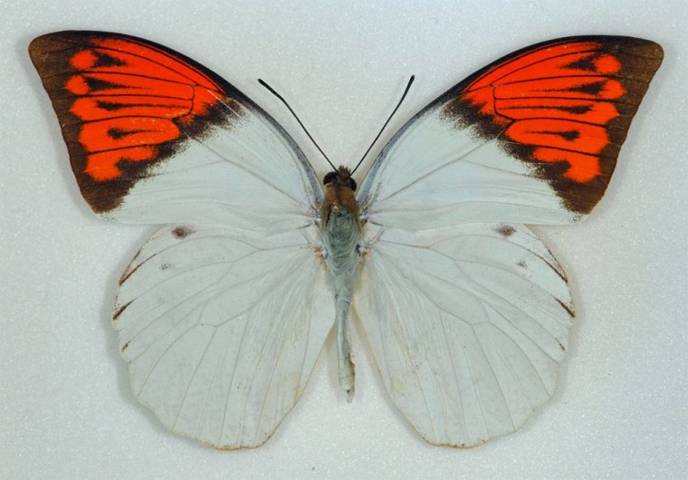 Image: Hebomoia glaucippe butterfly