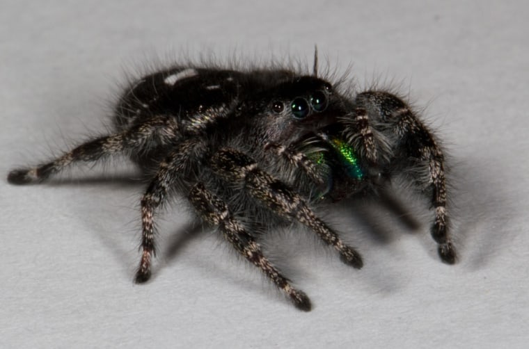 How the Jumping Spider Sees Its Prey - The New York Times